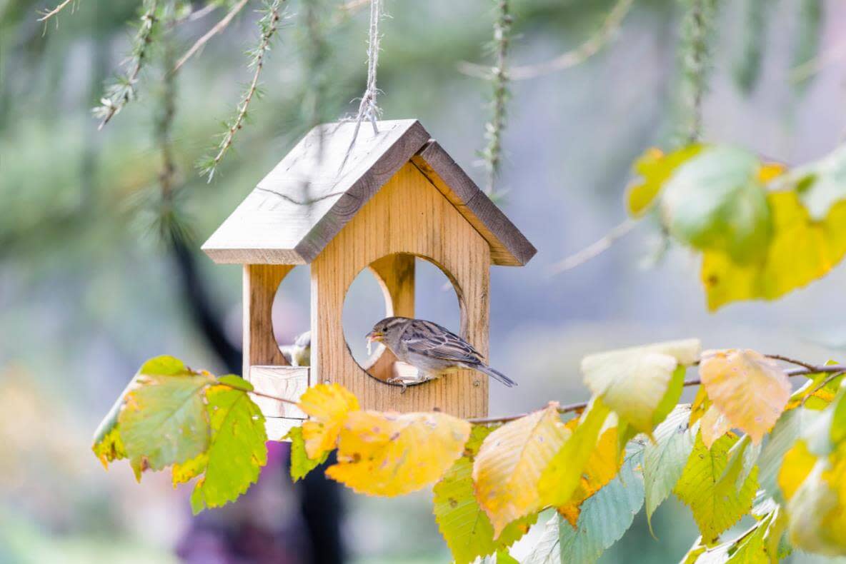 Mit etwas Geduld kann man am eigenen Vogelhaus verschiedene Vögel beobachten.