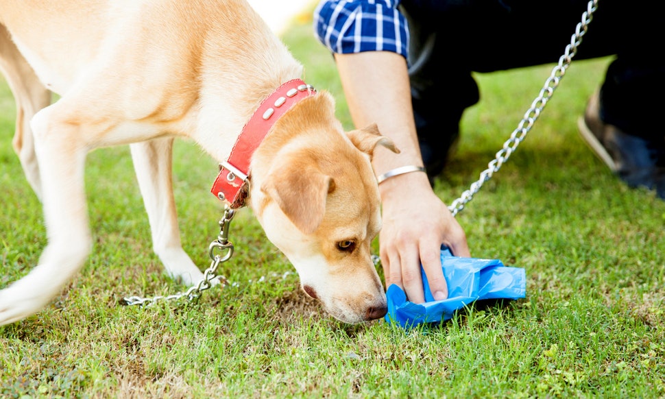 best poop bags for the environment