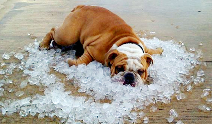 cooling dog down in heat