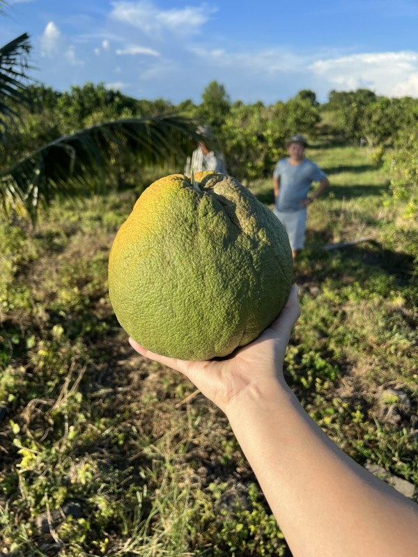 Photo 1 of Vườn Bưởi Suối Rao 2.7 ha