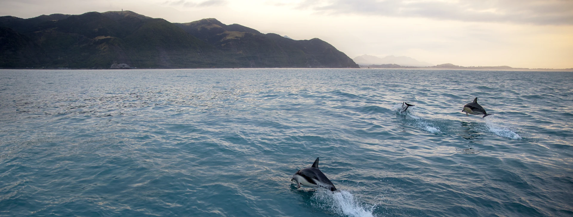 New Zealand Sail Grand Prix | Christchurch | Season 3 | Event Page | Marine Protection Programme - Dolphins Asset