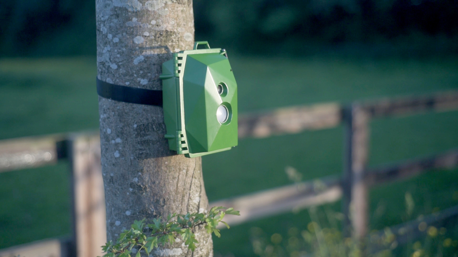 raspberry pi wildlife camera trap