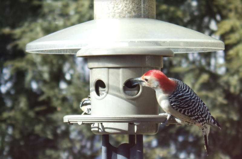 A red-bellied woodpecker pays a visit to Mike’s bird feeder. Standard AWS Rekognition identified it as a ‘woodpecker’