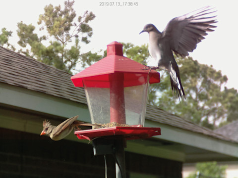 Bird Feeder Monitor V2.0