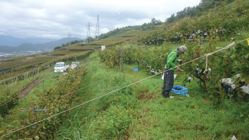 Step 2. A decision based on the monitoring tells Kunio whether or not to spray his crops. The fewer chemicals used, the better.