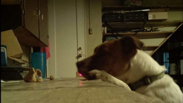 Laser Dog Watcher