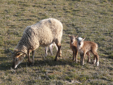 eIDShepherd: Sheep Tagger