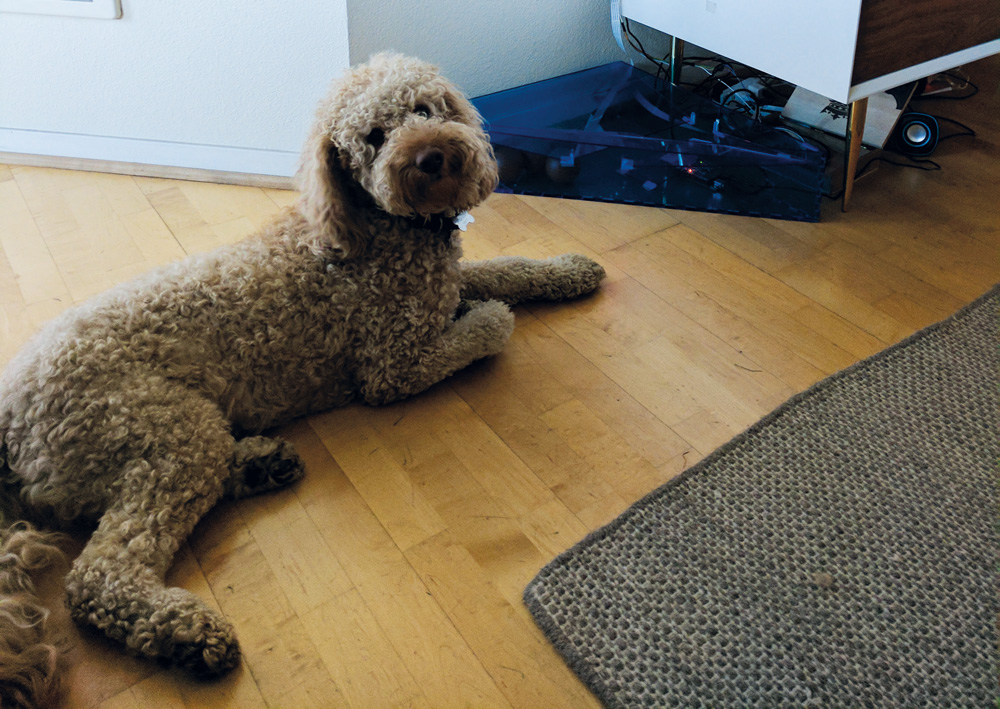 raspberry pi dog treat dispenser