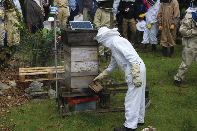 BeeMonitor complete with solar panel to power it. The Snowdonia bees produce 12 to 15 kg of honey per year