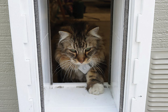 Cat door outlet with pet recognition