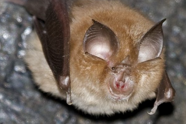 The Bat Conservation Trust helps you identify bat species. This beauty is a Lesser Horseshoe