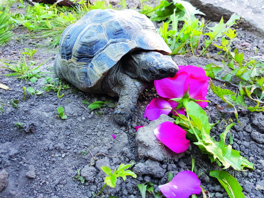 tortoise hibernation kit