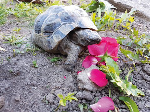 Tortoise Fridge