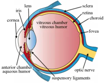 Eye Anatomy