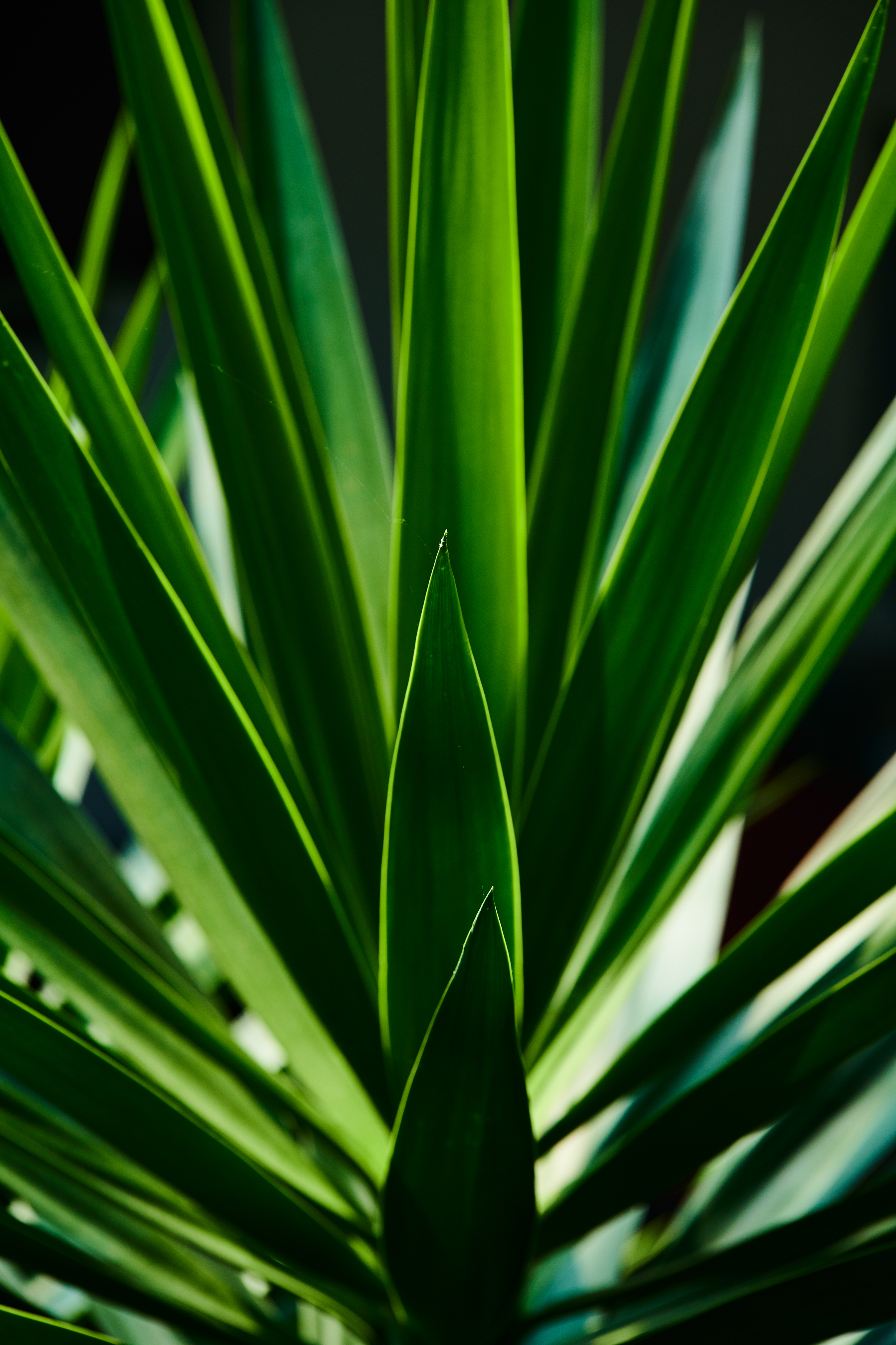 Tom Wolf Photografie