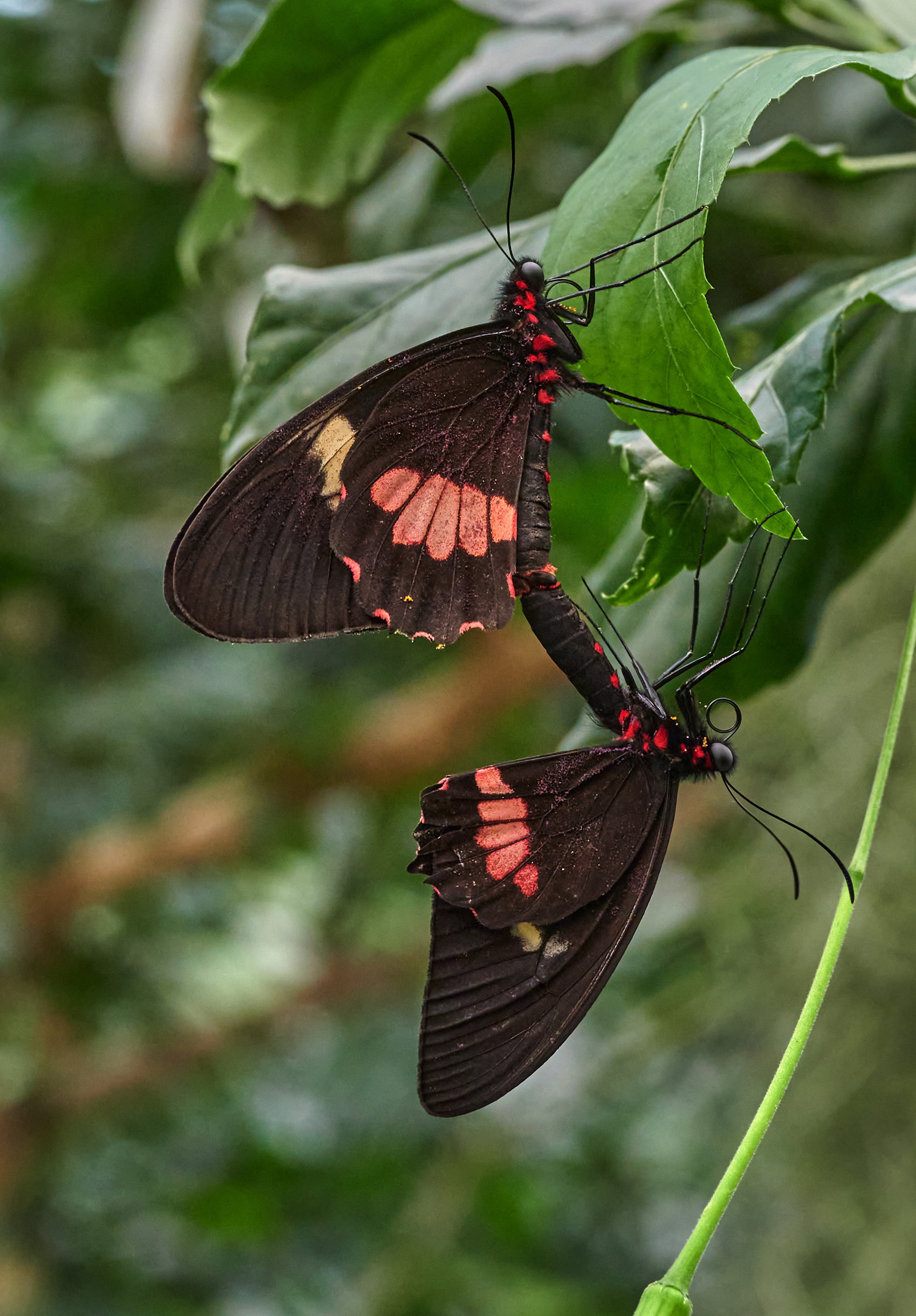 Tom Wolf Photografie