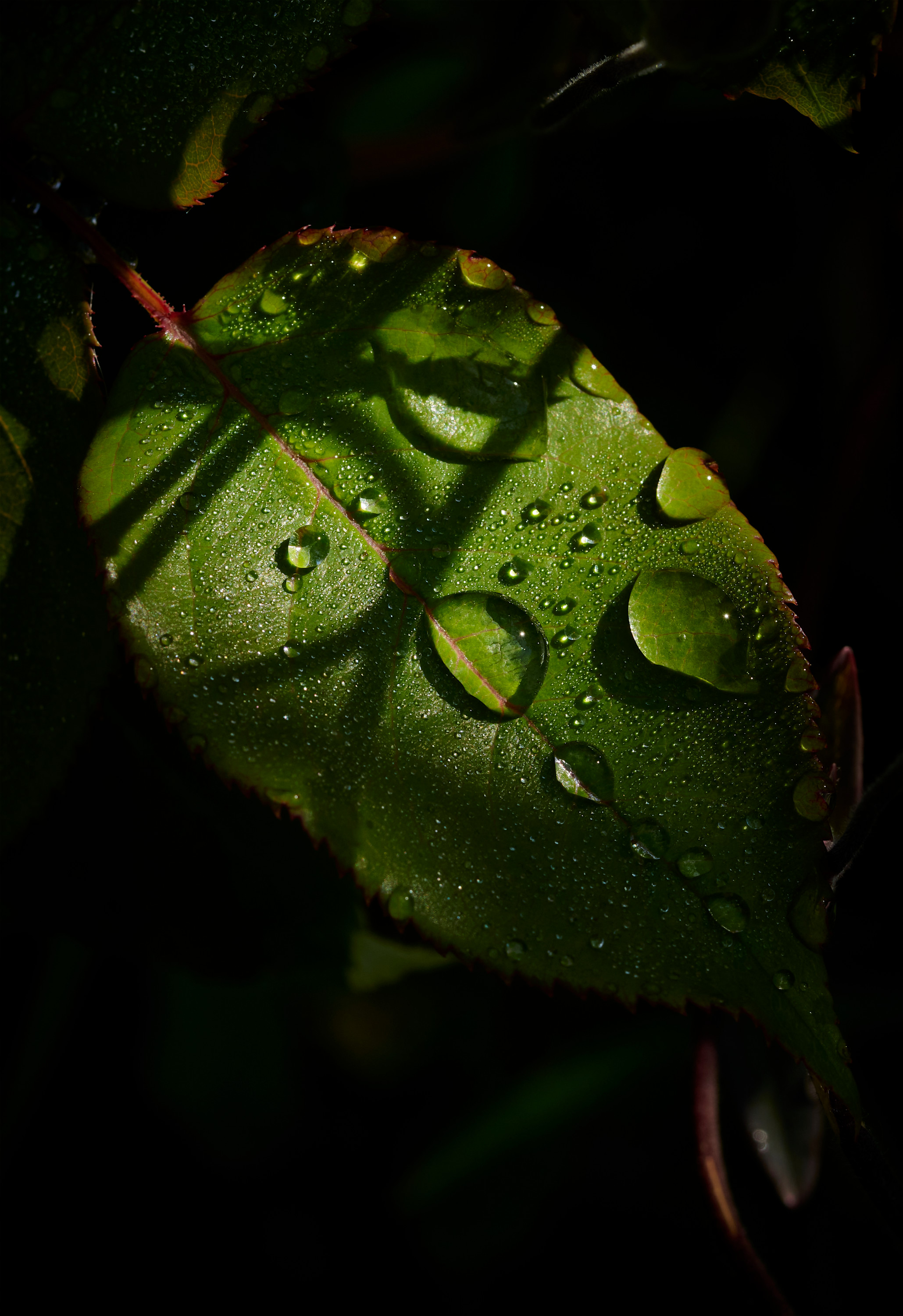 Tom Wolf Photografie