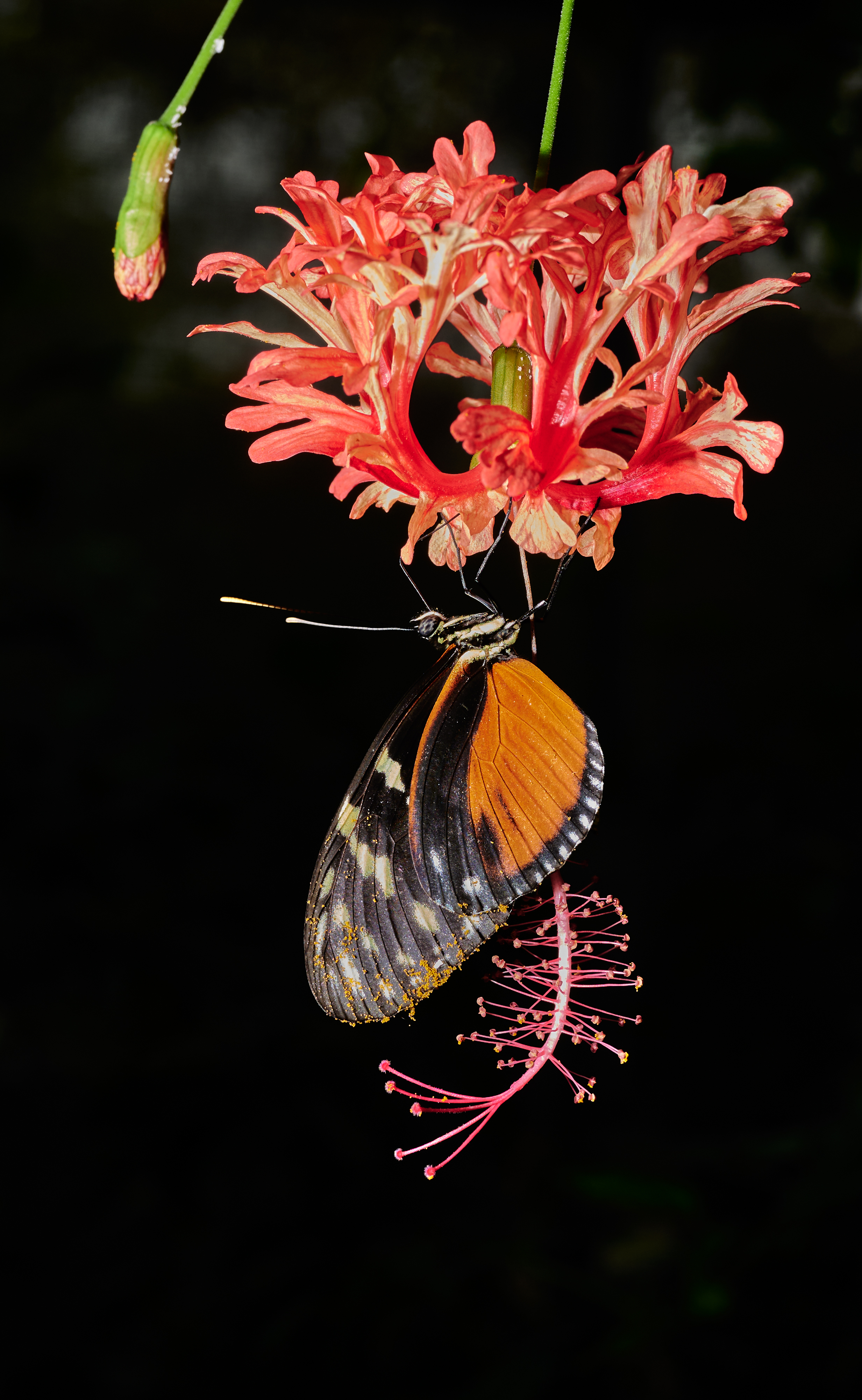 Tom Wolf Photografie