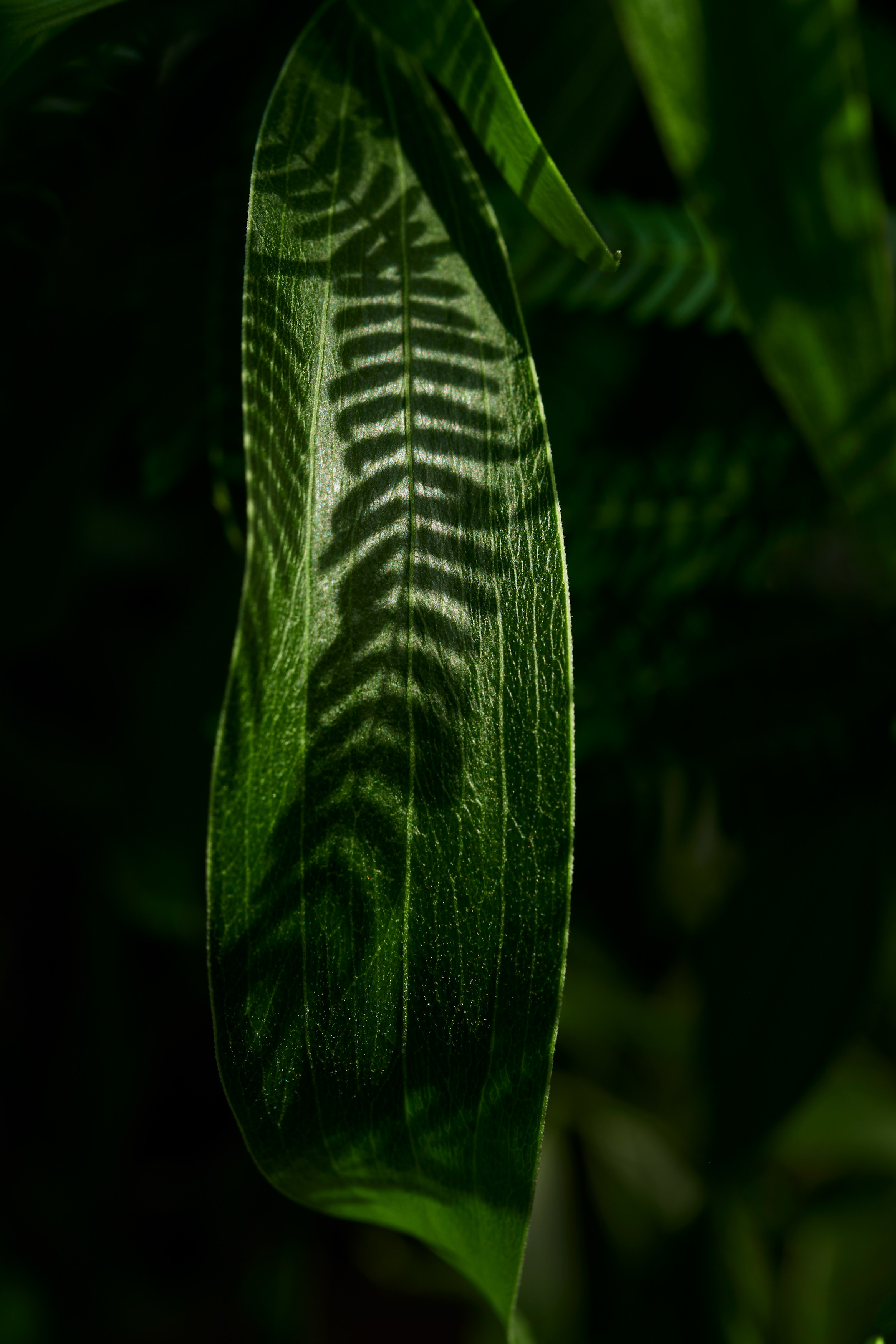 Tom Wolf Photografie