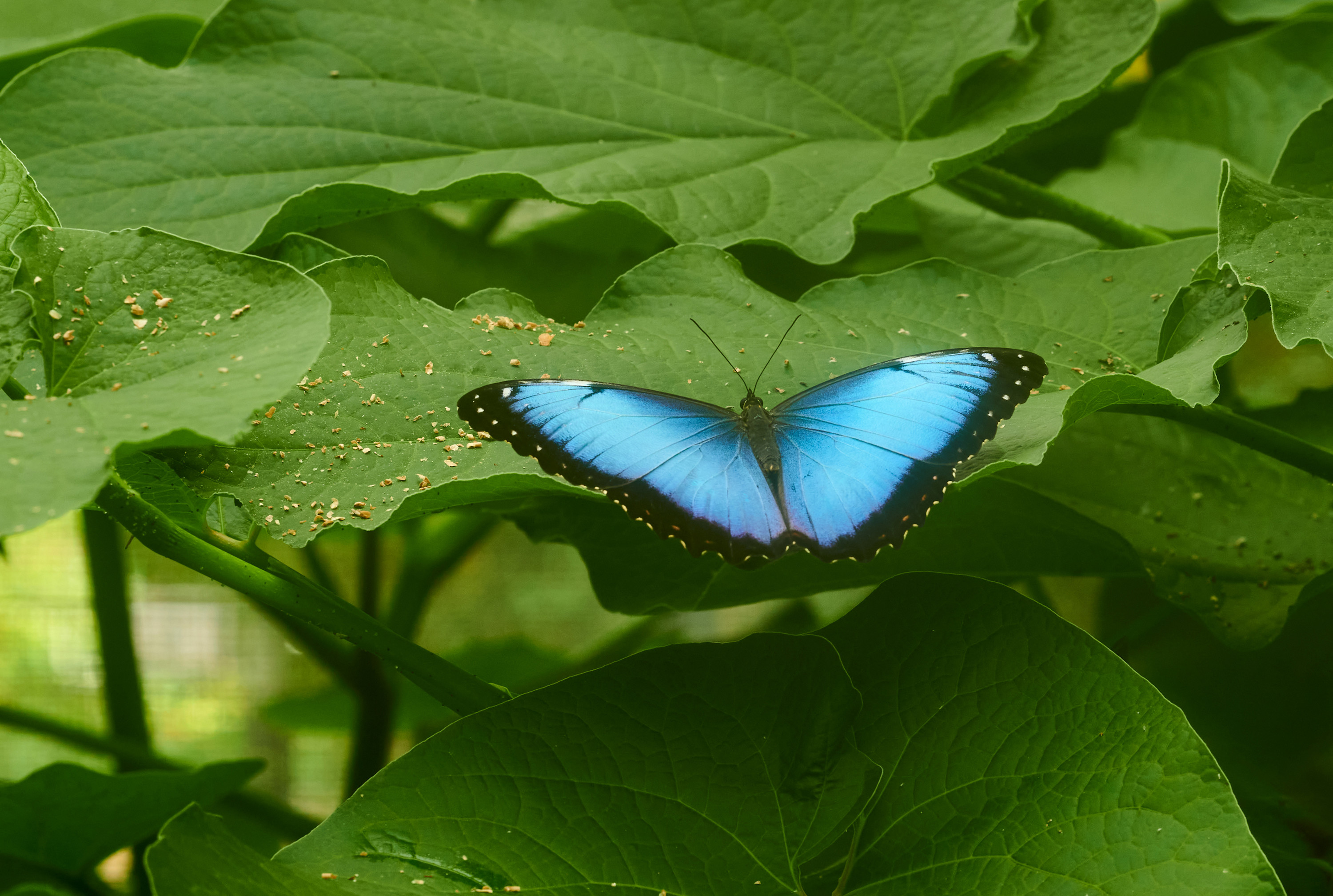 Tom Wolf Photografie