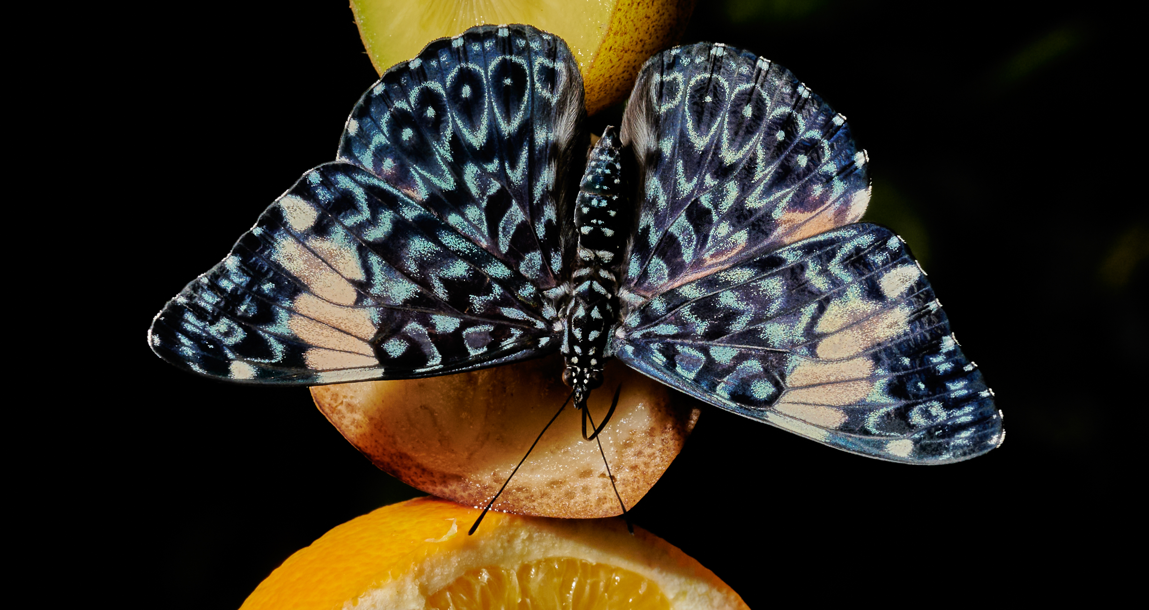 Tom Wolf Photografie