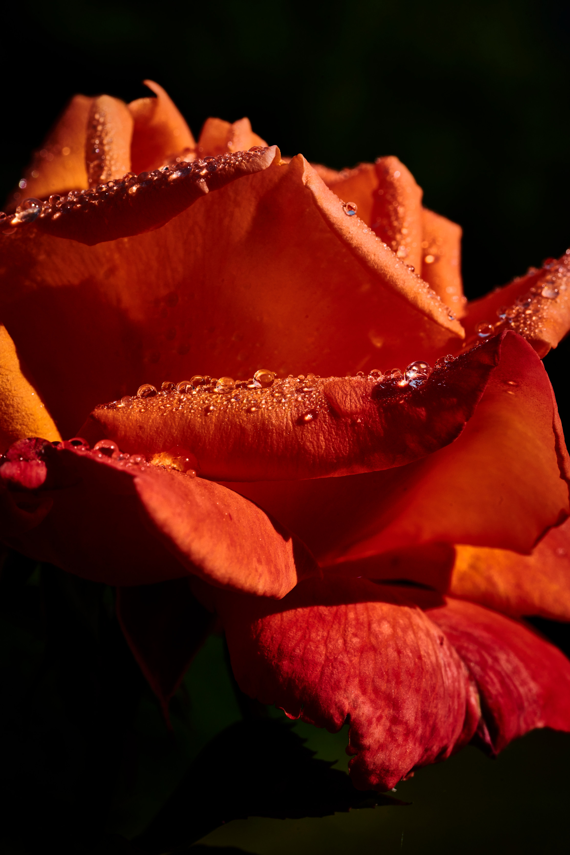 Tom Wolf Photografie