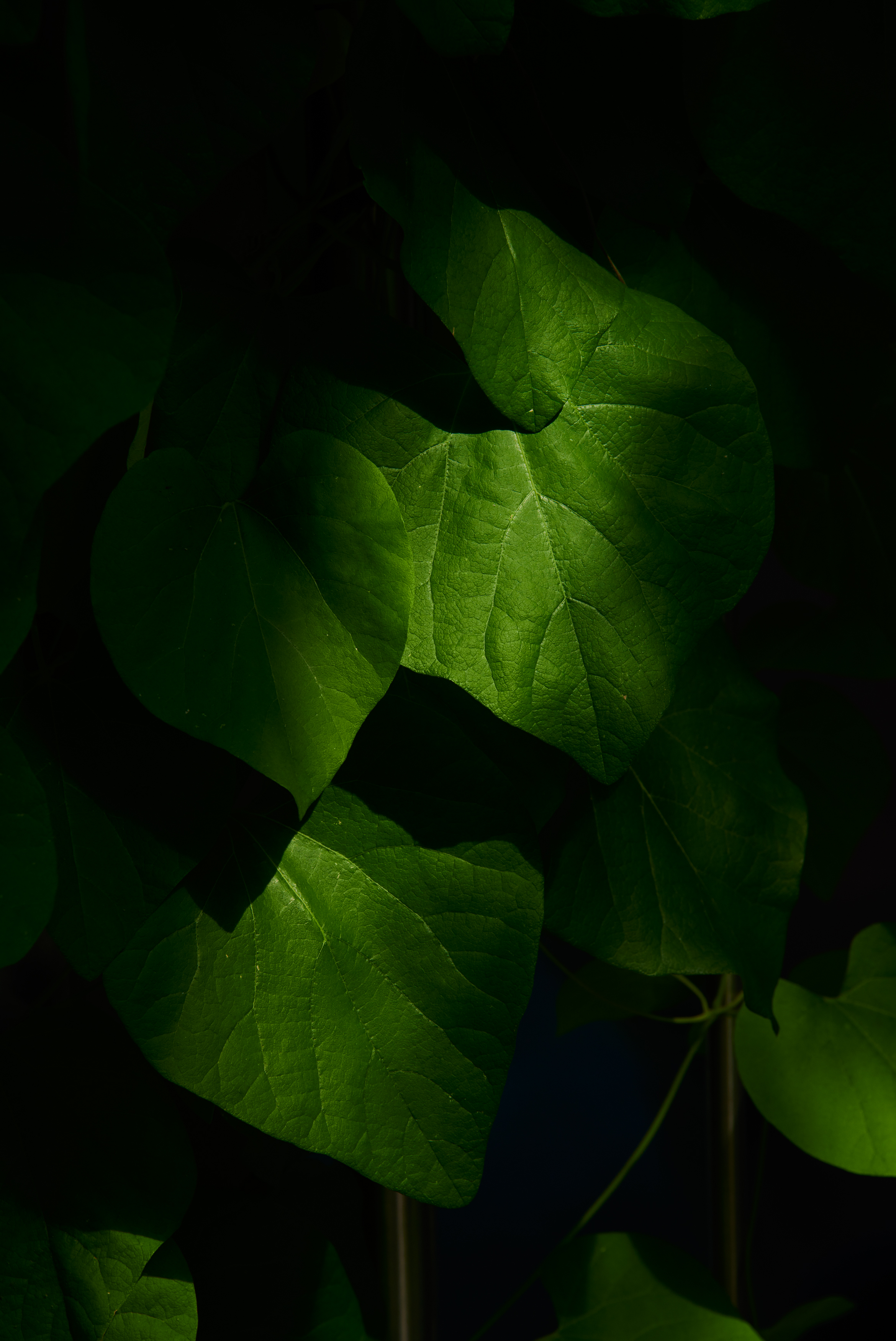 Tom Wolf Photografie