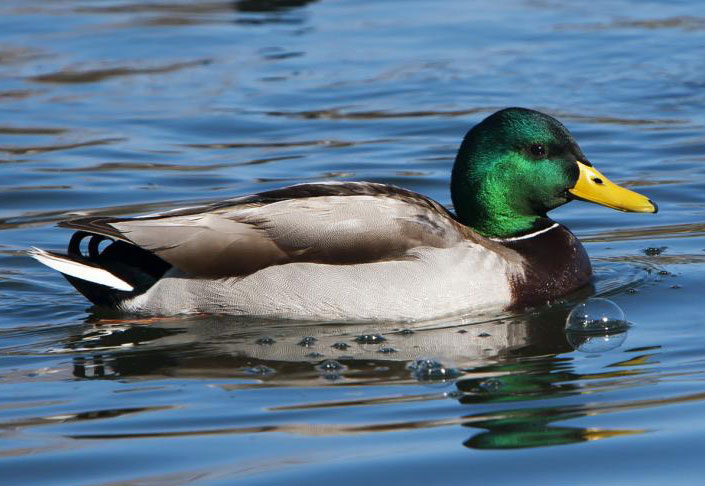 marathon-mallardduck1408