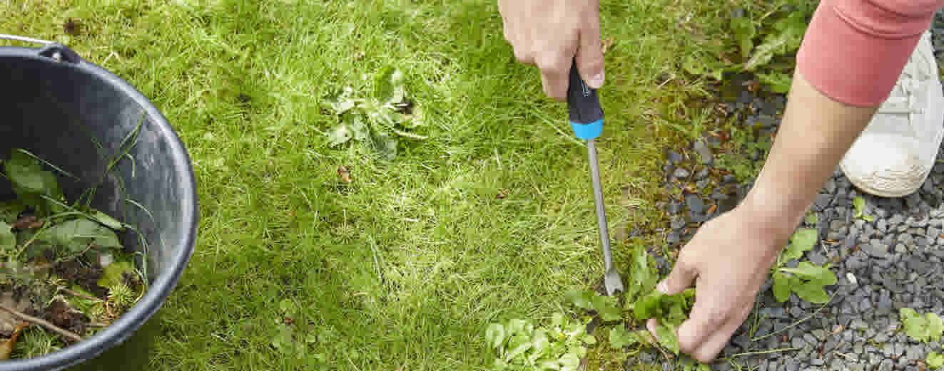 Une personne arrache des mauvaises herbes avec un outil à main, un seau noir à proximité pour collecter les déchets verts.