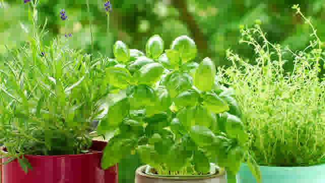 Tutorial - Tuin - Tips voor het kweken van kruiden - Thumbnail