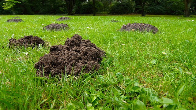 Nématodes Anti-Fourmis Décamp - Traitement Naturel 5 Millions - Pour Jardin Et Terrasses
