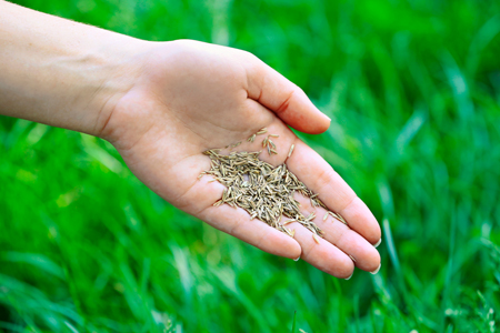 Gras Razier Grasmaaier onderhouden? Volg deze tips | GAMMA