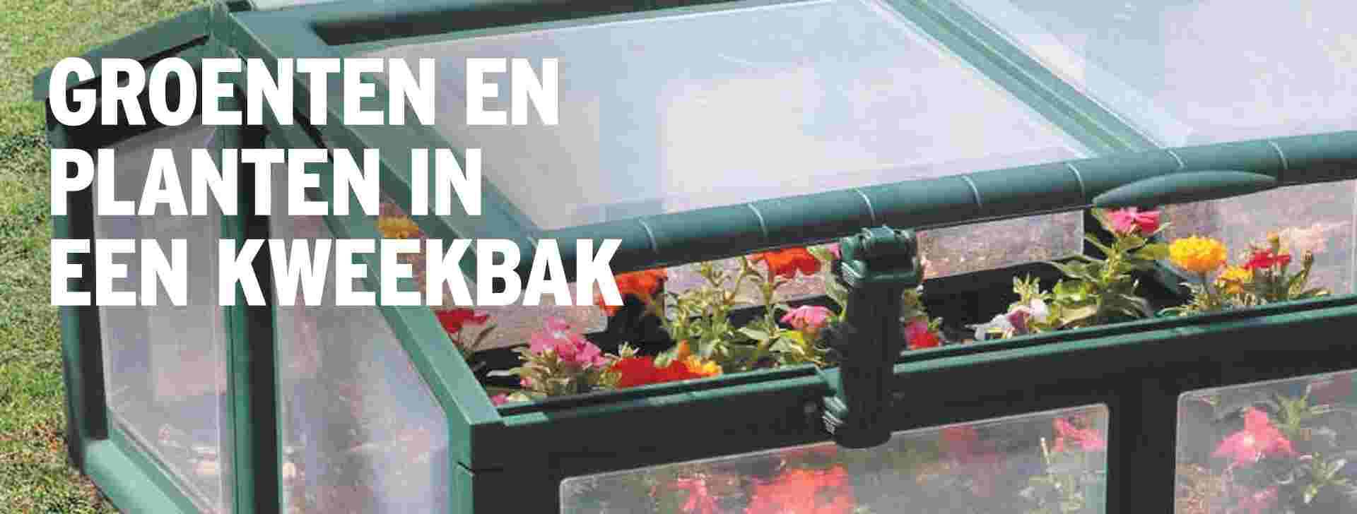 Hoe kweek ik groenten of planten in een kweekbak?