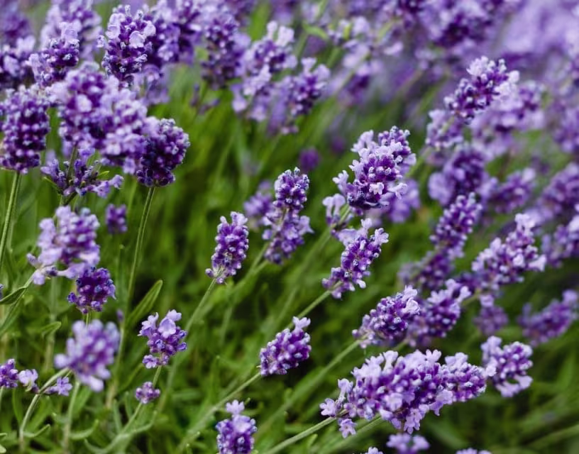 Hoe snoei ik lavendel?