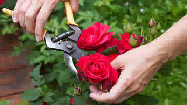 Tutorial - Tuin - Hoe snoei ik mijn rozen? - Thumbnail