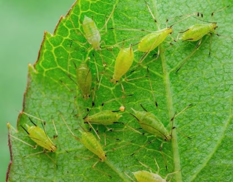 Bladluizen in je tuin? Zo pak je ze aan!