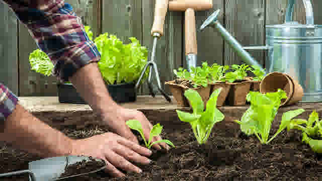Jardinage : faire ses semis soi-même, c'est facile!