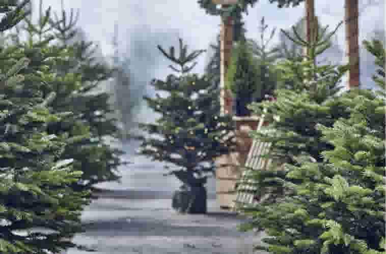 Sapins de Noël verts alignés dans une pépinière avec un arbre décoré de lumières en arrière-plan et ciel nuageux.