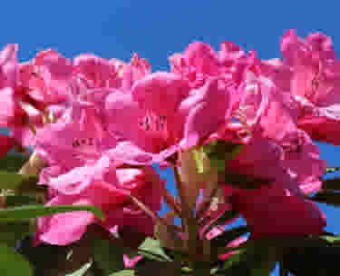 Tailler un rhododendron