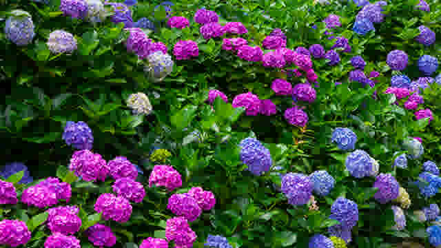 Tutorial - Tuin - Hoe snoei ik een hortensia? - Thumbnail 1