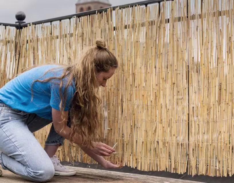 Tips voor privacy in je tuin