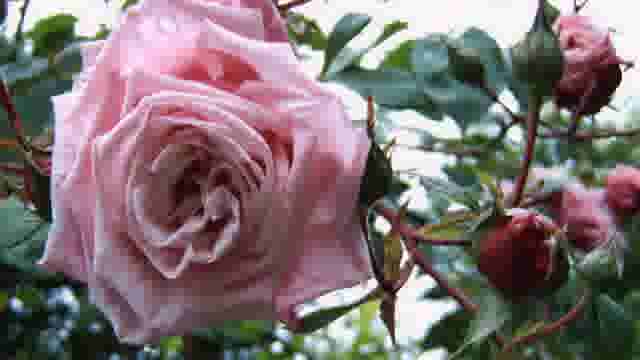 Ziektes en ongedierte bij rozen bestrijden
