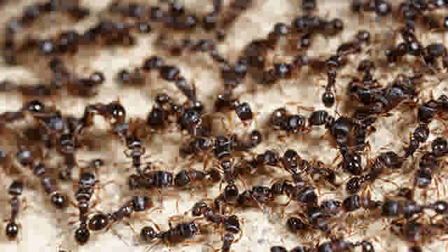 Tutorial - Jardin - Comment lutter contre les fourmis ? - Thumbnail 1