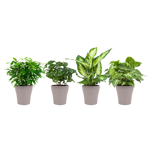 Plantes d’intérieur