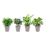 Plantes d’intérieur