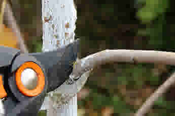 Tailler les poiriers adultes en été et en hiver