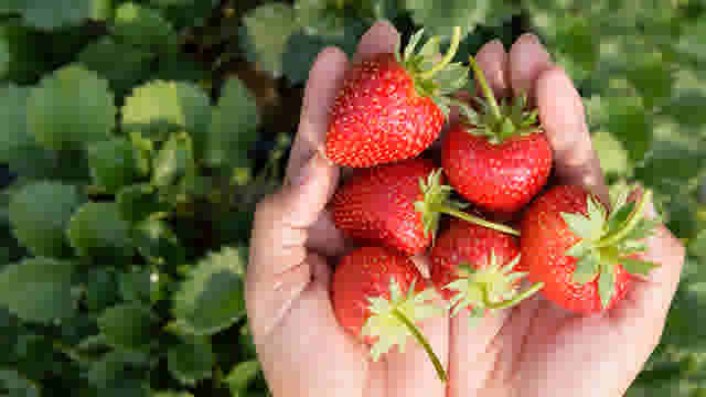 Cultiver les fraises