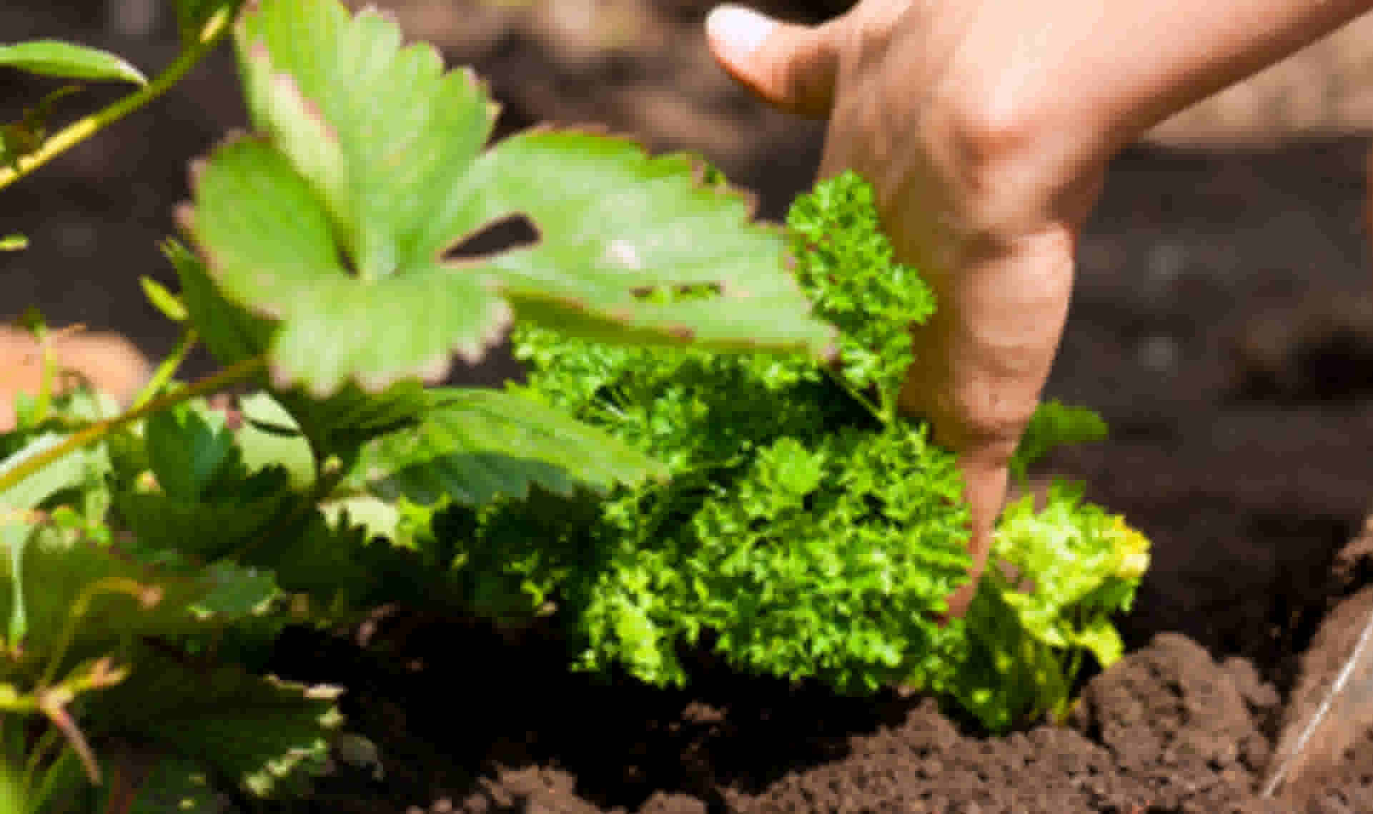 Stap 5 - Test regelmatig de kwaliteit van de compost 