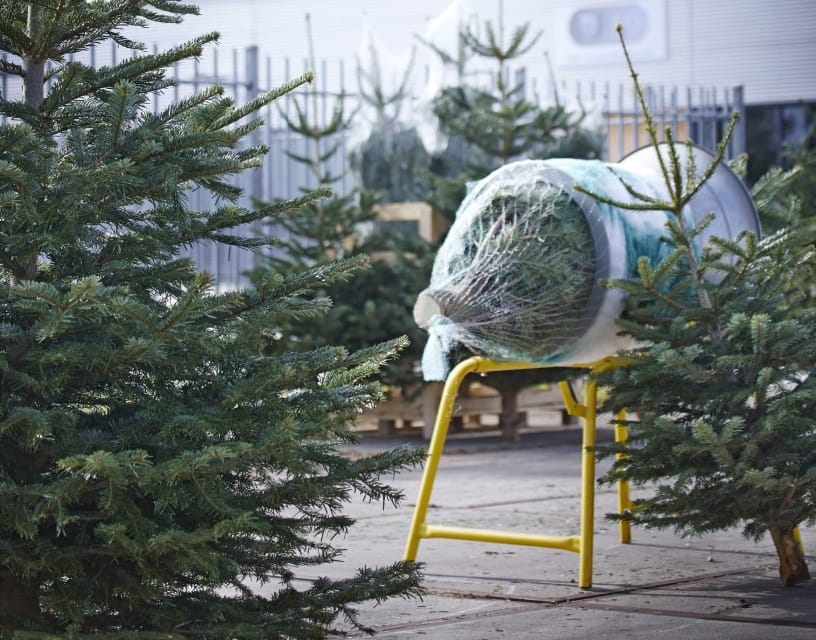 Waar komen onze Nordmann kerstbomen vandaan?