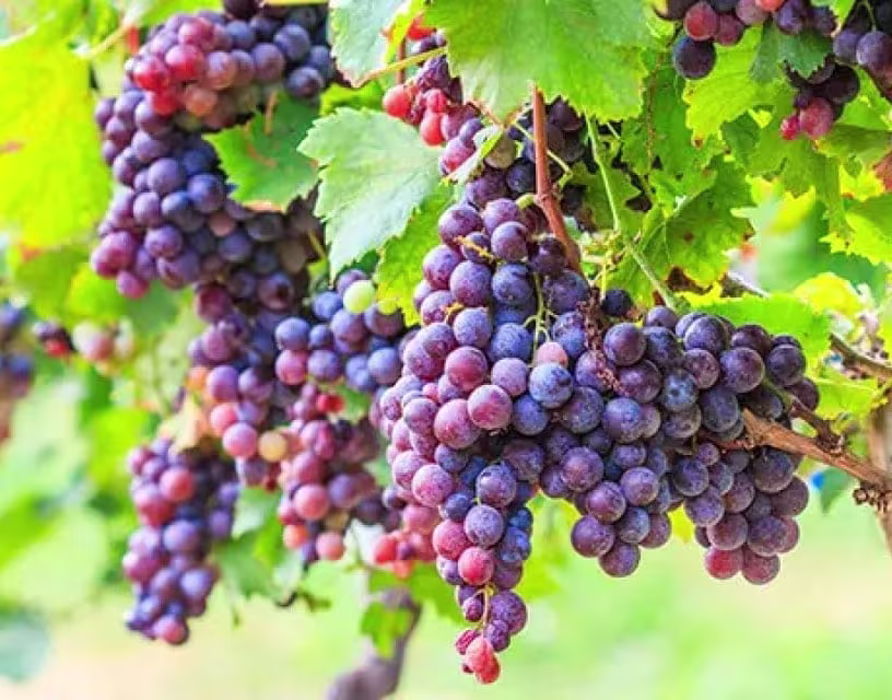 Hoe snoei ik een druif?